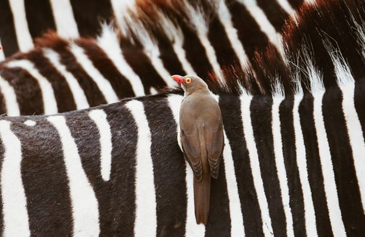 photo of Dar El Salaam - Selous Game Reserve